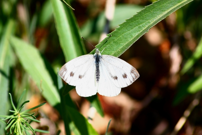 Ninfalidi,pieridi,papilionidi da ID-confermare